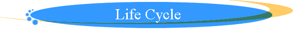 Life Cycle